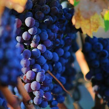 Les solutions de notre entreprise d'agrofournitures en Nouvelle-Aquitaine et Occitanie Les solutions de notre entreprise d'agrofournitures en Nouvelle-Aquitaine et Occitanie