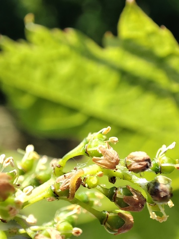 Les vers de grappe Les vers de grappe
