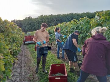 Essai Anti-oxydants vigne en Charente.