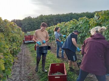Essai Anti-oxydants vigne en Charente. Essai Anti-oxydants vigne en Charente.