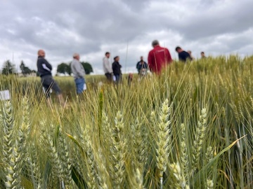 Visite de la plateforme d'expérimentation de blé tendre. Visite de la plateforme d'expérimentation de blé tendre.