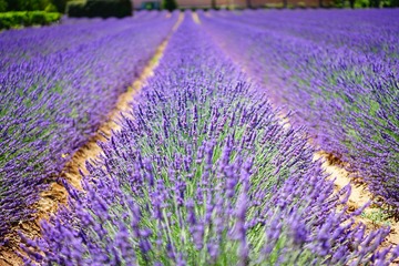 Innovations et nouvelles technologies au service des agriculteurs de la filière végétale en Nouvelle-Aquitaine et Occitanie