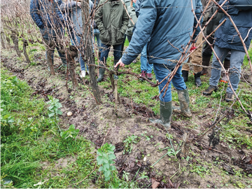 Formation taille de la vigne