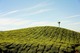 Solutions et services pour les agriculteurs de la filière végétale en Nouvelle-Aquitaine et Occitanie Solutions et services pour les agriculteurs de la filière végétale en Nouvelle-Aquitaine et Occitanie