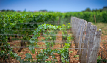 matériel de palissage pour la vigne Gironde