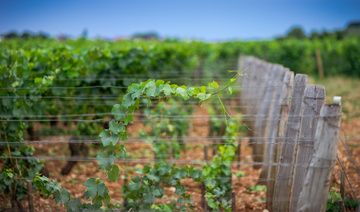 matériel de palissage pour la vigne Nouvelle-Aquitaine