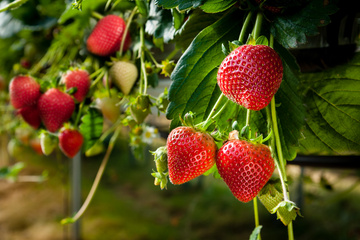 Pour une Agriculture Rentable et Durable