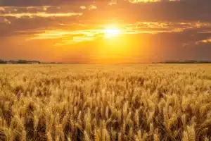 Champ de blé mûr et doré s'étendant à l'horizon sous un coucher de soleil dramatique. Intense lumière jaune-orange et nuages sombres.