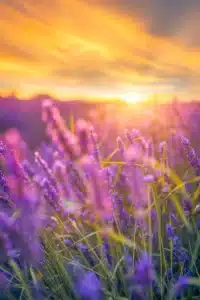Gros plan sur des épis de lavande pourpre baignés par la lumière intense et chaude d'un coucher de soleil flamboyant.