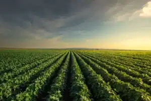 Vaste champ vert de soja au coucher du soleil. Les rangées de cultures convergent vers l'horizon sous un ciel bleu-jaune dramatique et nuageux.