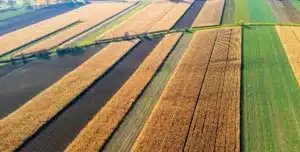 Bandes de champs agricoles vues du ciel: maïs doré, cultures vertes et sol sombre. Alternance de couleurs vives et de textures de récolte.
