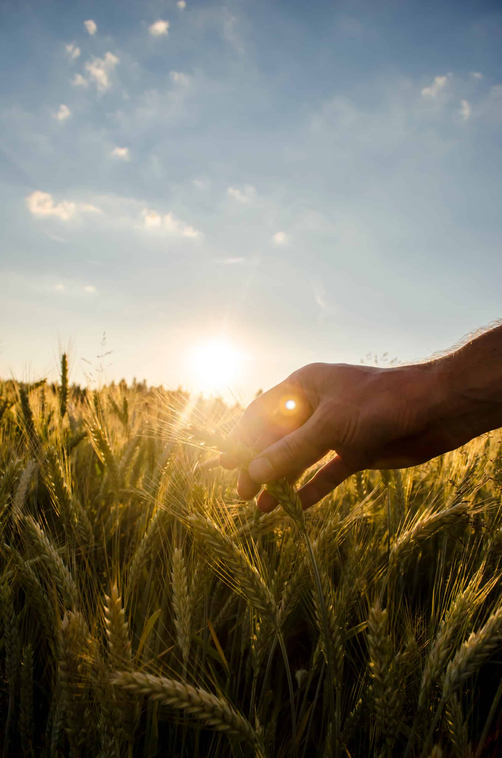 Main touchant des épis de blé mûrs dans un champ au coucher du soleil avec un fort contre-jour.