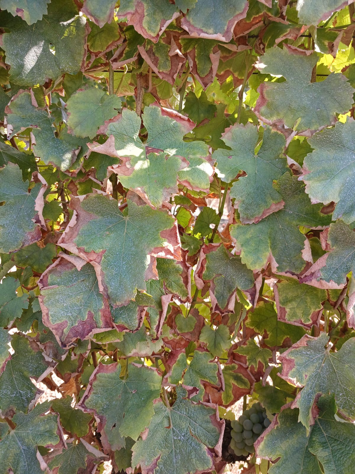 Carence en K - Gironde - Août 2025