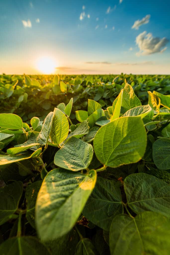 Champ de Soja au Coucher du Soleil : Feuilles Vertes Lumineuses Gros plan sur des feuilles de soja vertes, éclairées par le soleil couchant flamboyant à l'horizon d'un champ agricole.