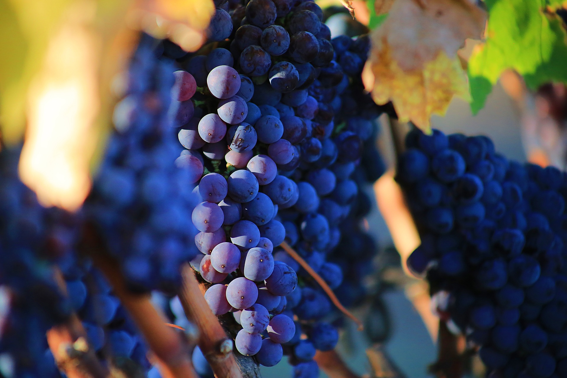 grape-gfcf42196a_1920