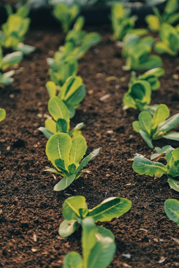 Jeunes Plants de Laitue Pousse en Terre Riche Jeunes plants de laitue romaine en rangées serrées dans une terre sombre et fertile, mise au point sur une pousse centrale éclairée par le soleil.